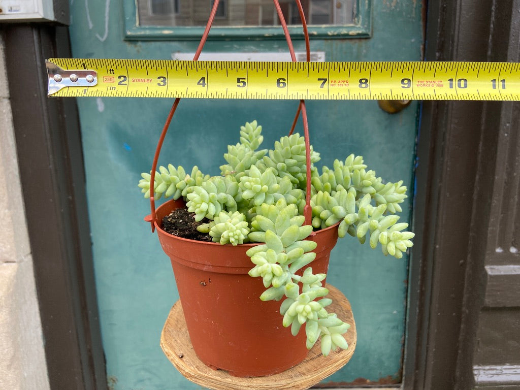 Sedum Burro's Tail - 6"