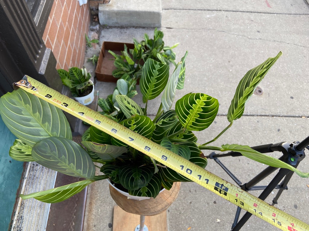 Maranta "Lemon Lime" - 6"