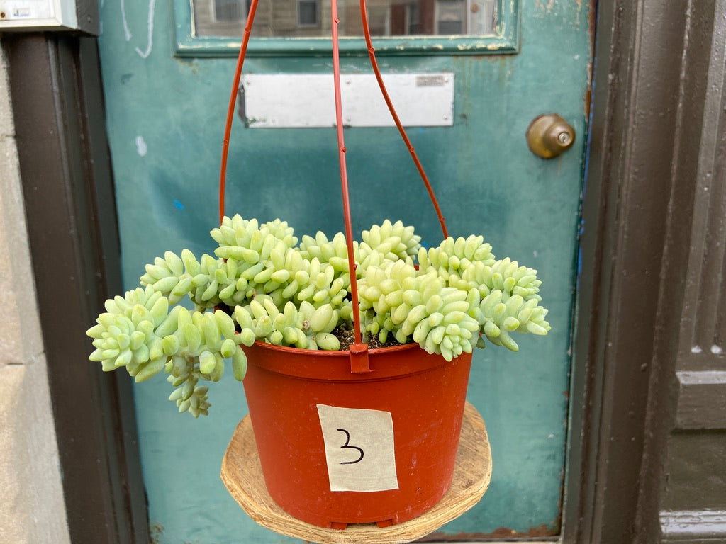 Sedum Burro's Tail - 6"