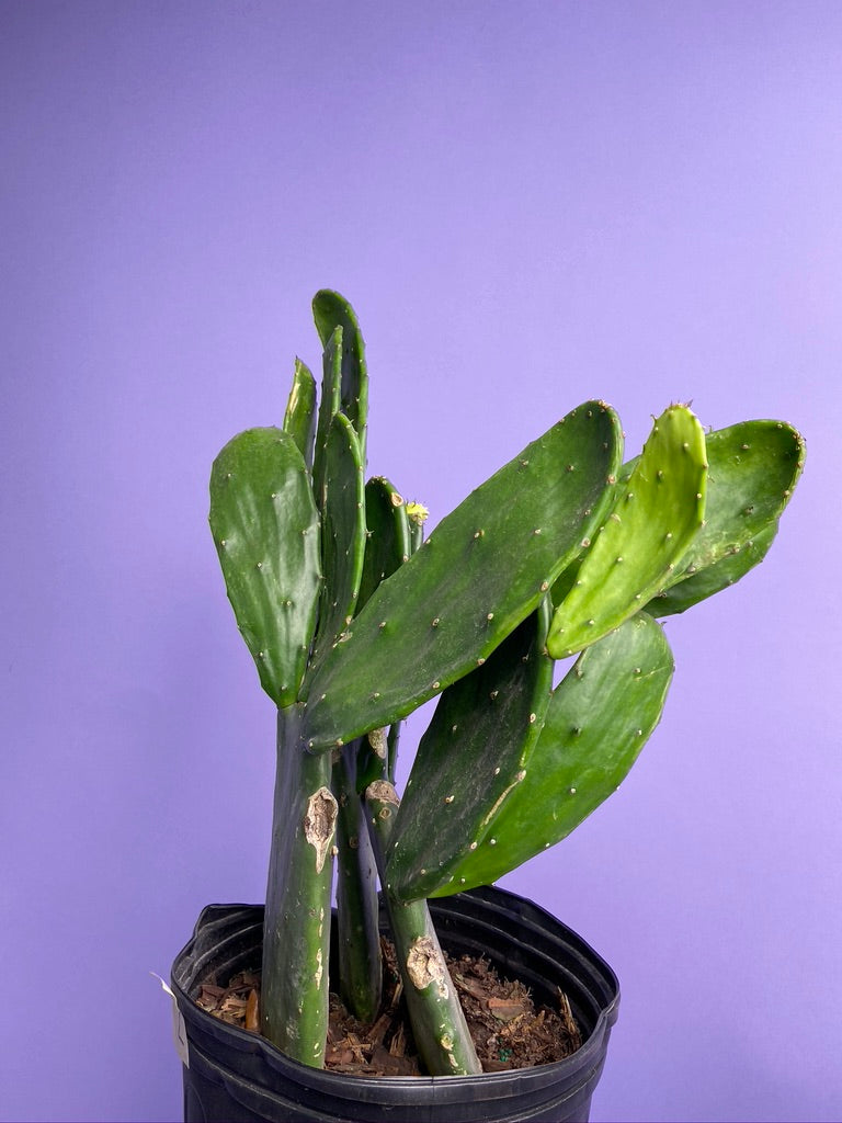 Prickly Pear Cactus (Spineless) - 10" Pot