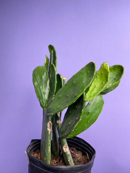 Prickly Pear Cactus (Spineless) - 10" Pot