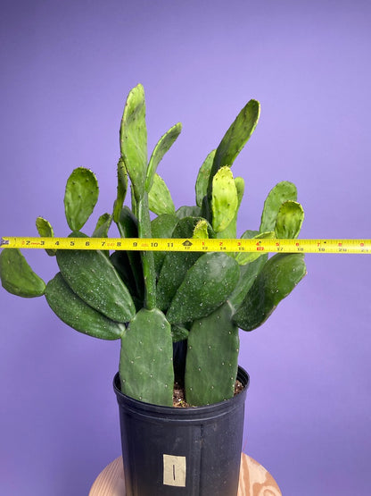 Prickly Pear Cactus (Spineless) - 10" Pot