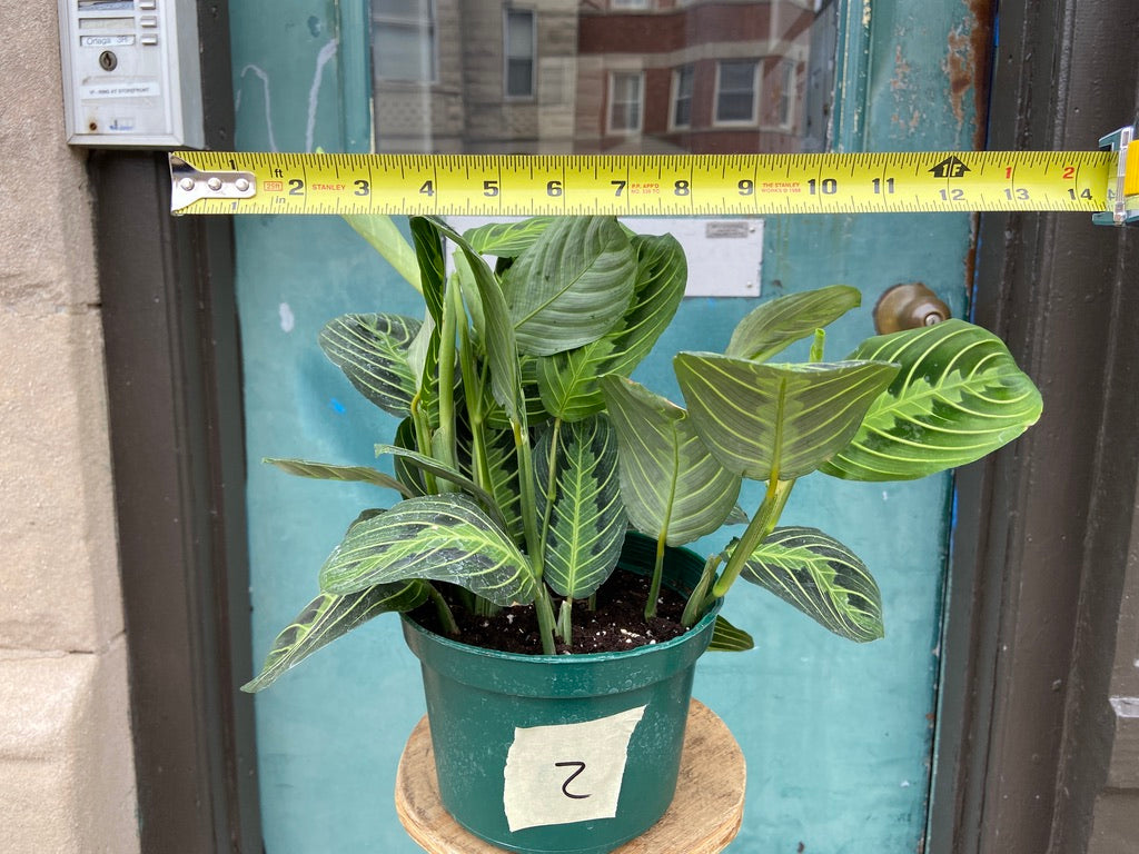 Maranta "Lemon Lime" - 6"