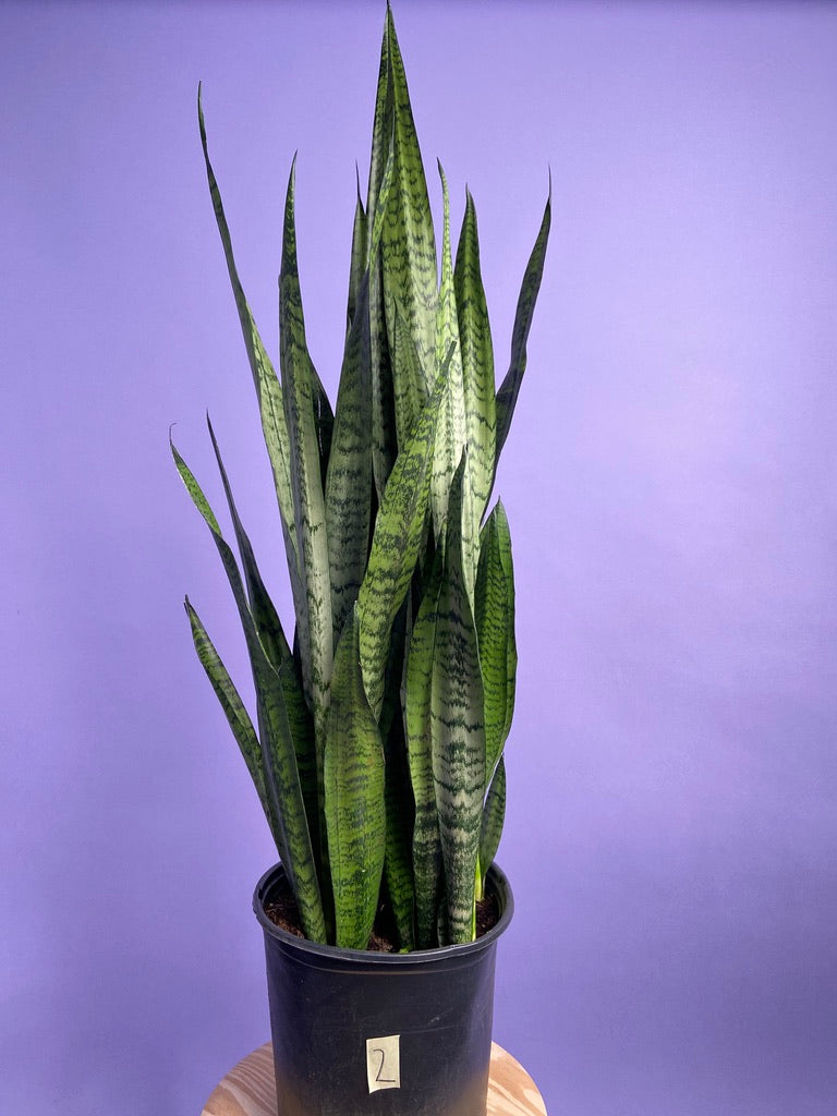 Sansevieria Zeylanica (Snake Plant) - 10" Pot