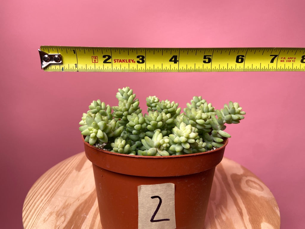 Sedum Burro's Tail - 6"