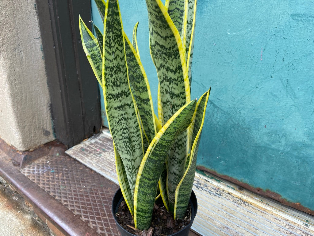 Sansevieria Laurentii (Snake Plant) - 6" Pot