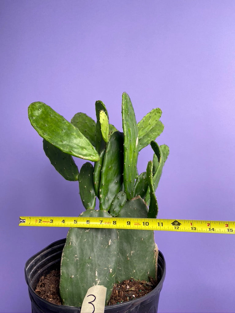 Prickly Pear Cactus (Spineless) - 10" Pot