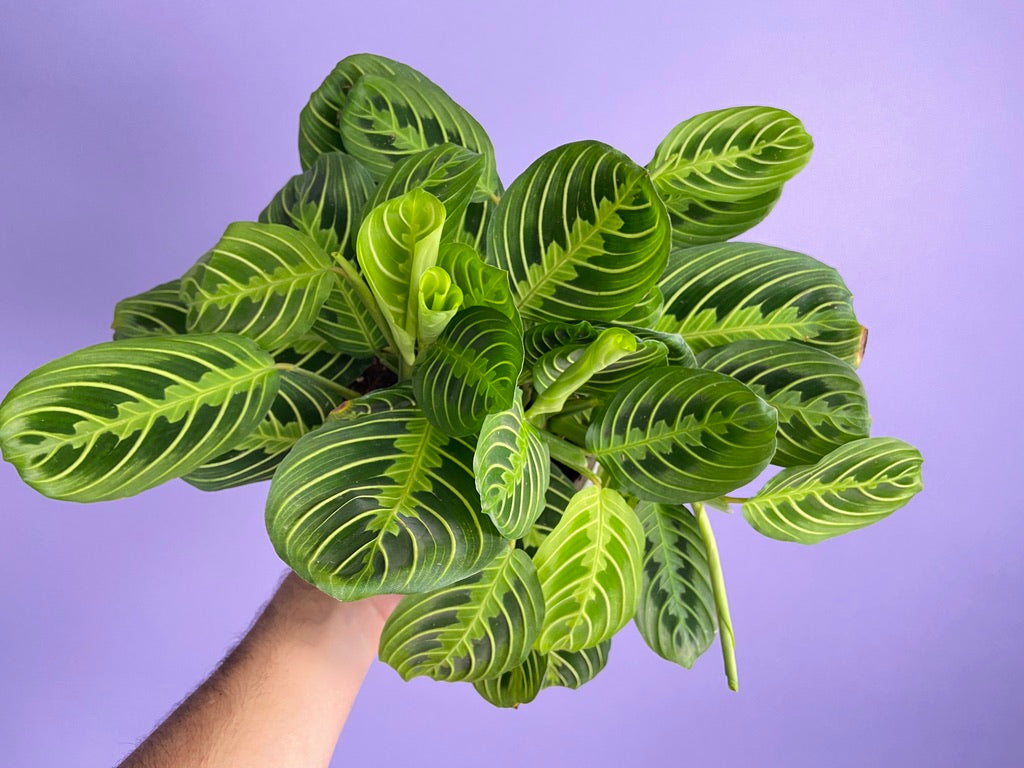 Maranta "Lemon Lime" - 6"