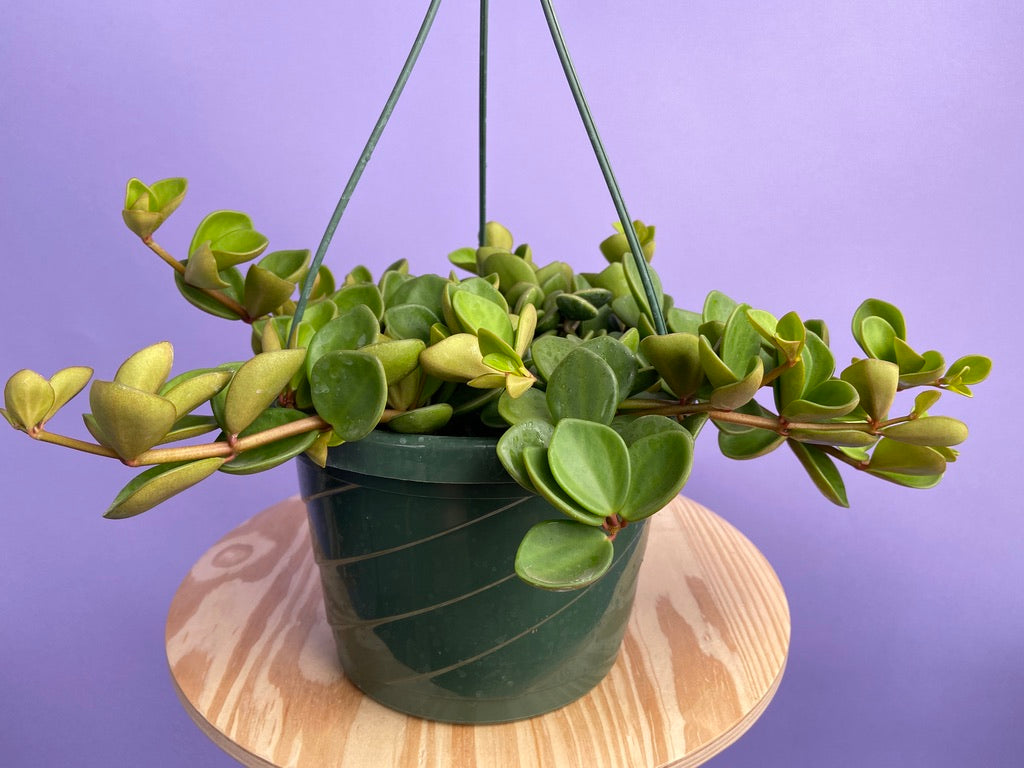 Peperomia "Hope" - 8"