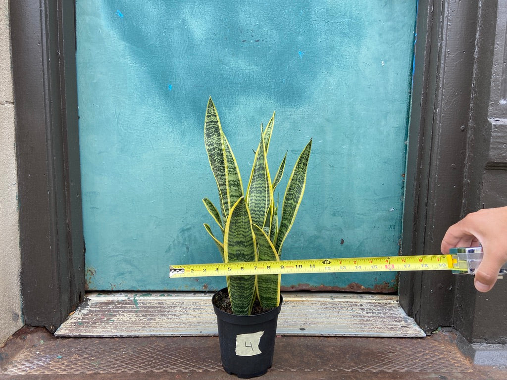 Sansevieria Laurentii (Snake Plant) - 6" Pot
