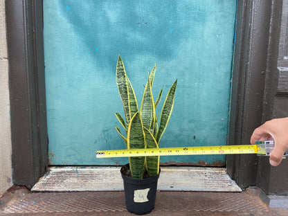 Sansevieria Laurentii (Snake Plant) - 6" Pot