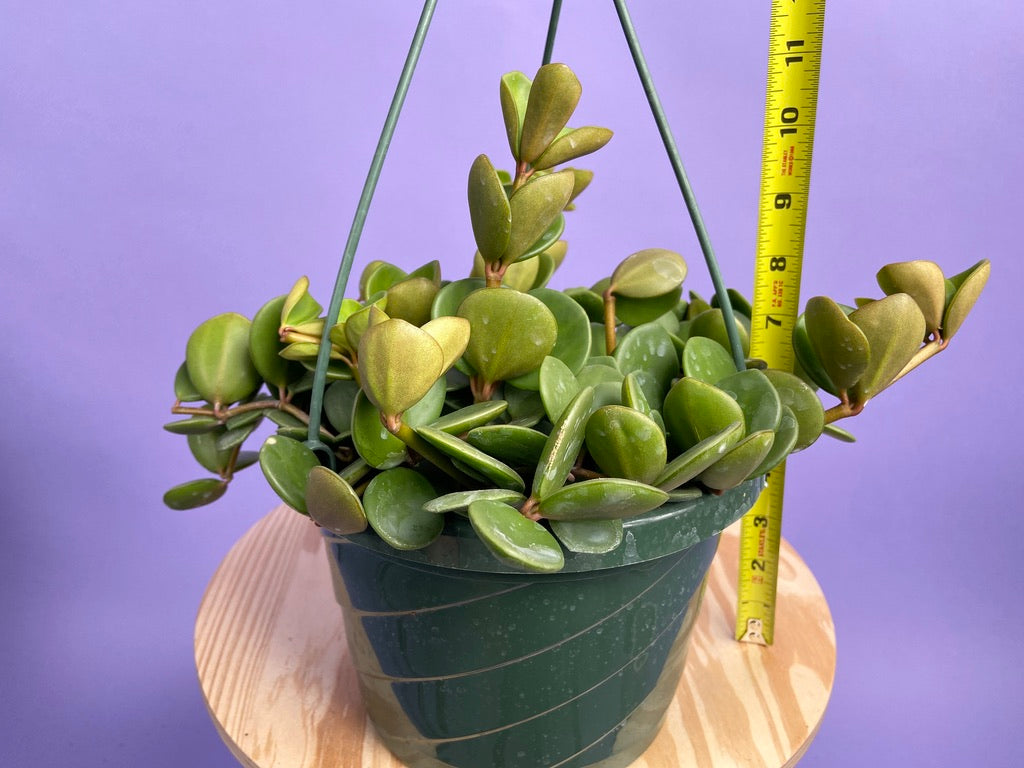 Peperomia "Hope" - 8"