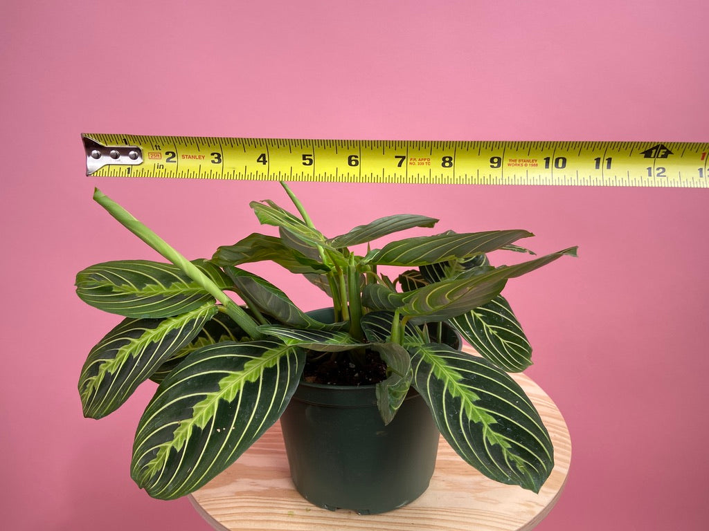 Maranta "Lemon Lime" - 6"