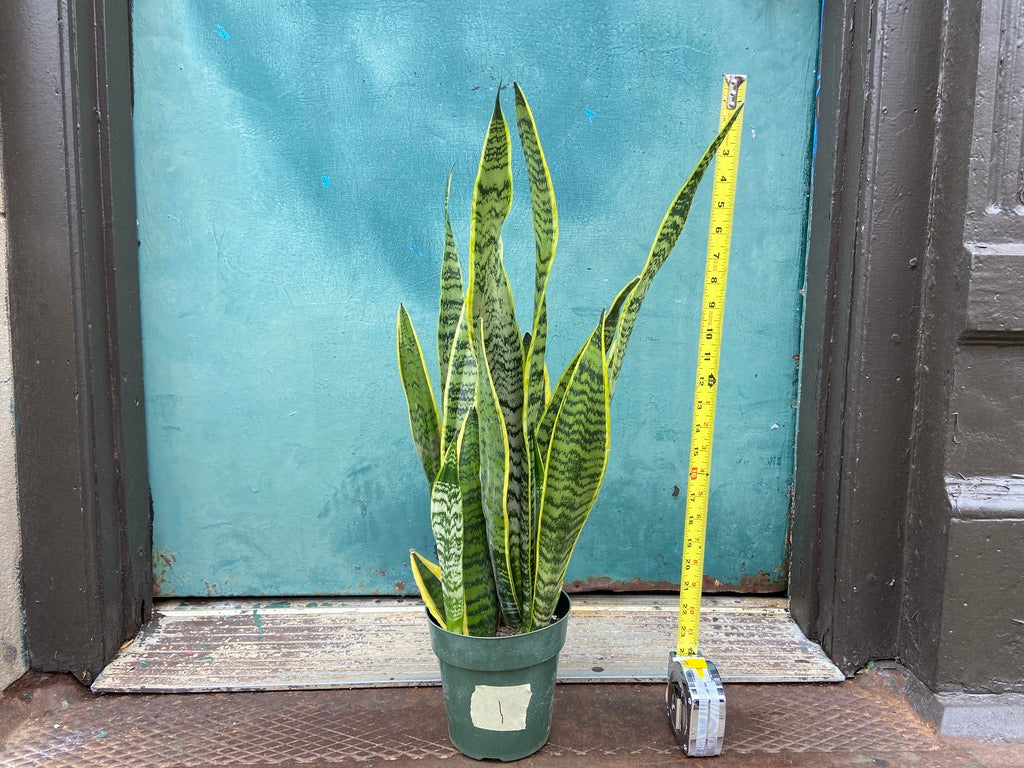 Sansevieria Laurentii (Snake Plant) - 6" Pot