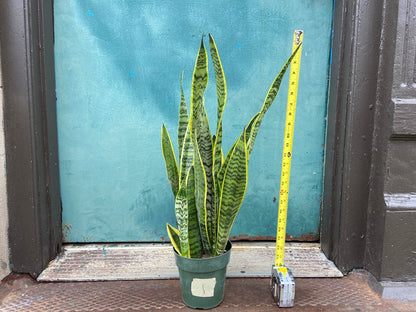 Sansevieria Laurentii (Snake Plant) - 6" Pot