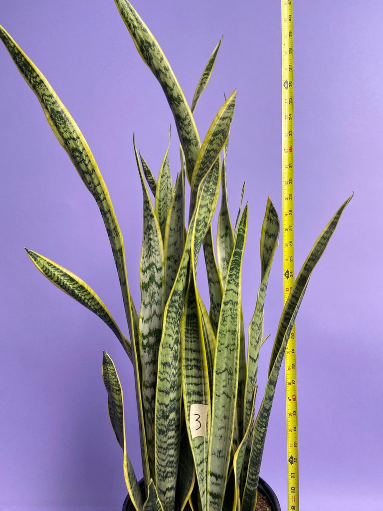 Sansevieria Laurentii (Snake Plant) - 10" Pot