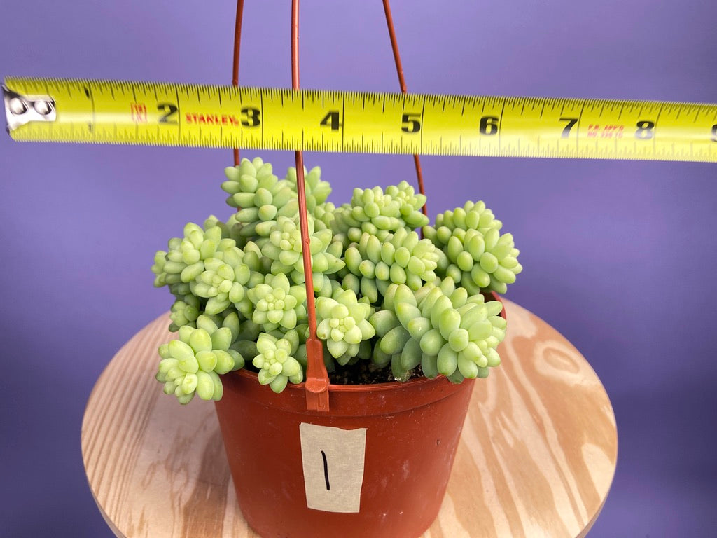 Sedum Burro's Tail - 6"
