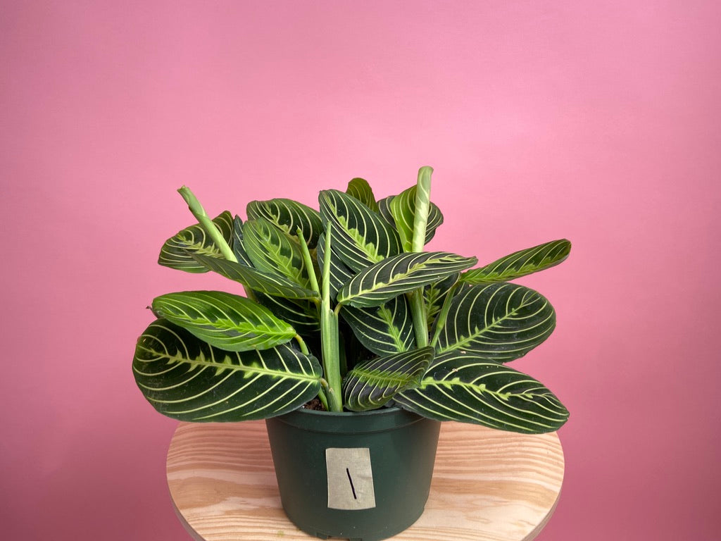 Maranta "Lemon Lime" - 6"