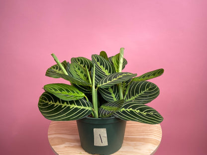 Maranta "Lemon Lime" - 6"