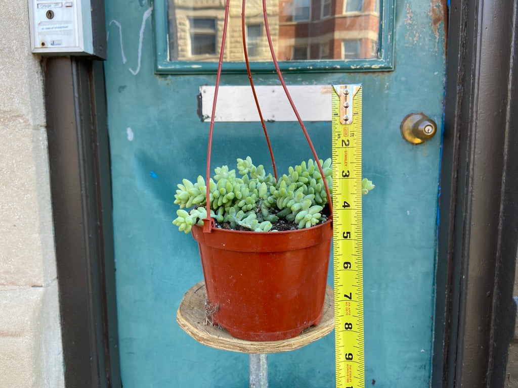 Sedum Burro's Tail - 6"