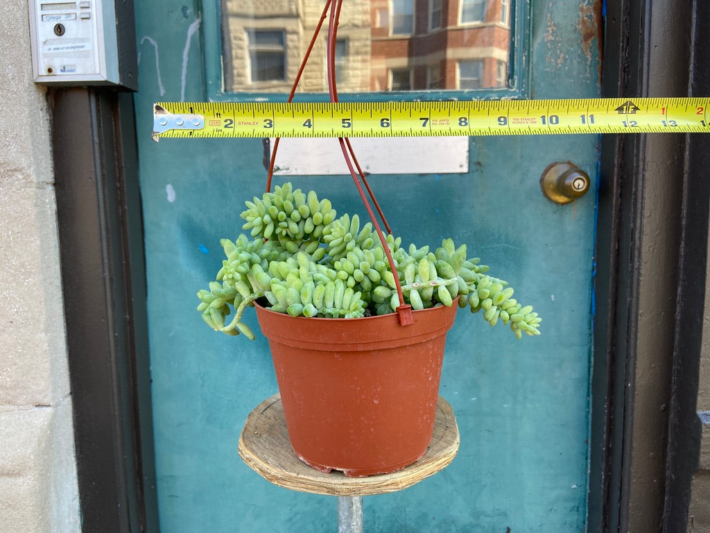 Sedum Burro's Tail - 6"