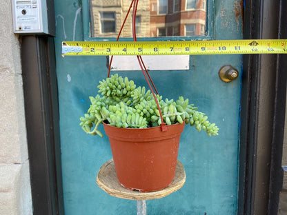 Sedum Burro's Tail - 6"