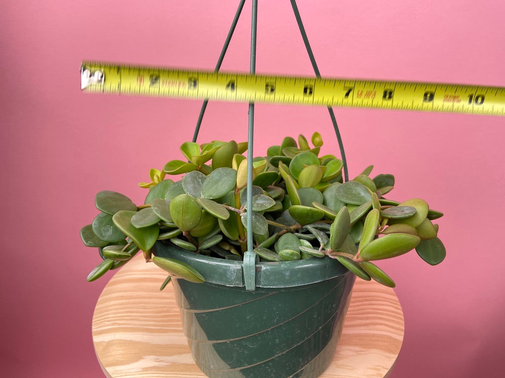 Peperomia "Hope" - 8"