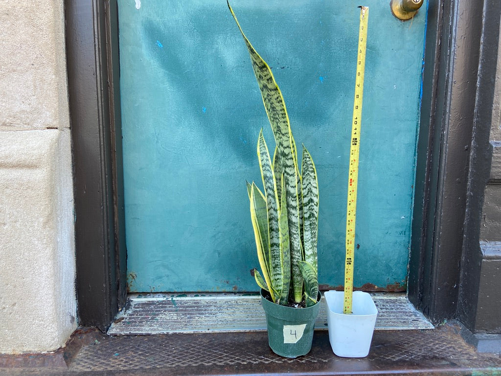 Sansevieria Laurentii (Snake Plant) - 6" Pot
