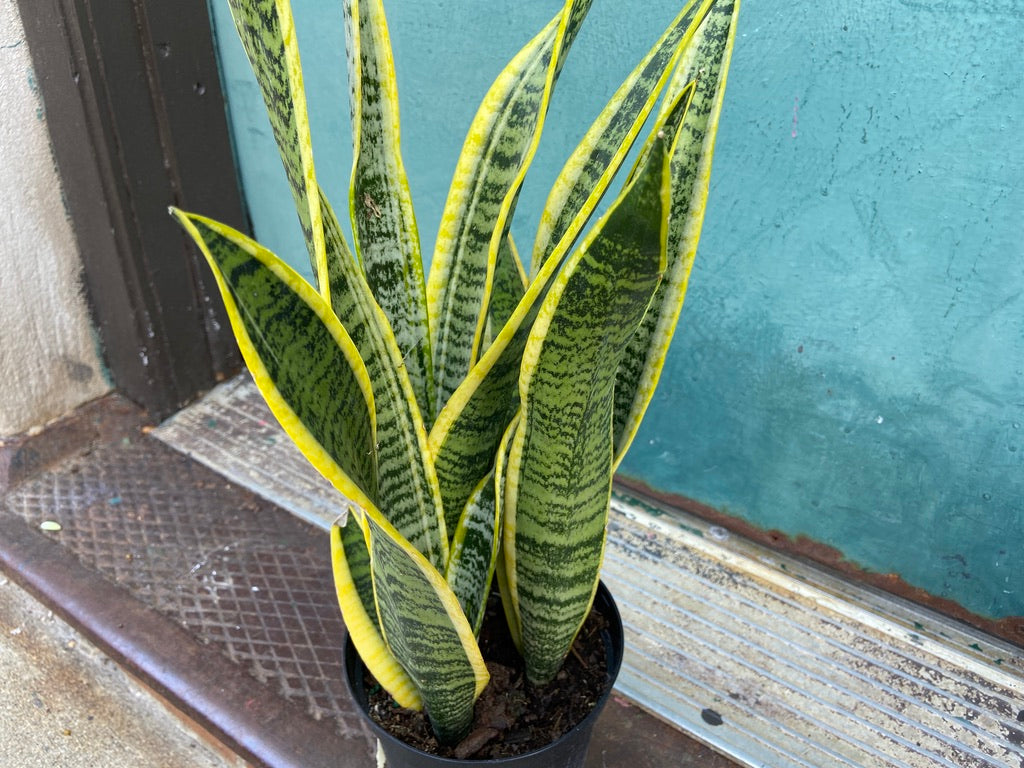 Sansevieria Laurentii (Snake Plant) - 6" Pot