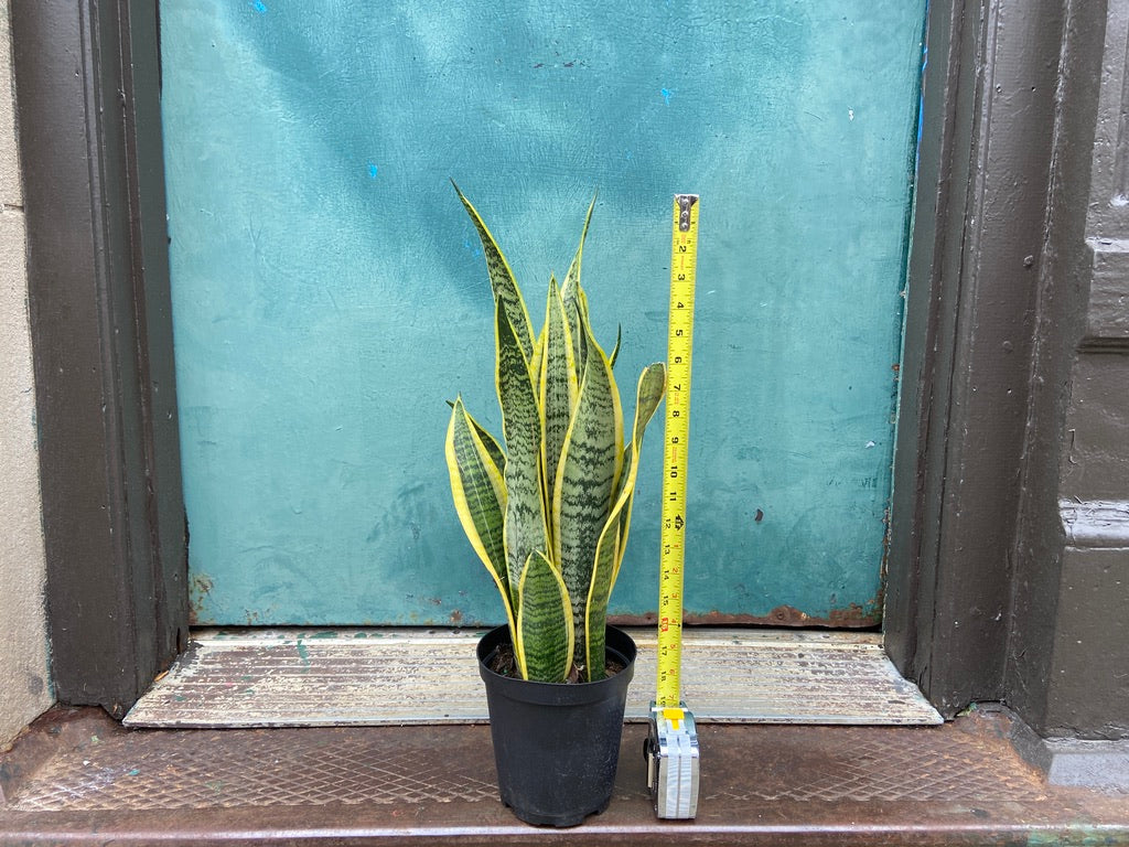 Sansevieria Laurentii (Snake Plant) - 6" Pot