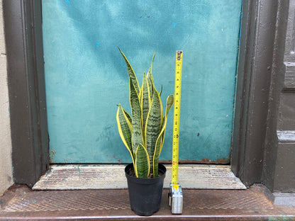 Sansevieria Laurentii (Snake Plant) - 6" Pot