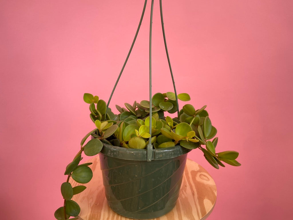 Peperomia "Hope" - 8"