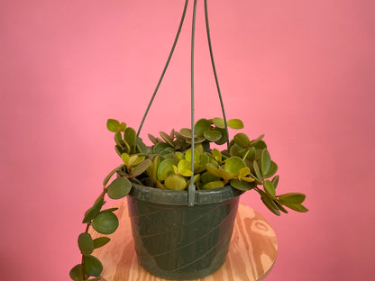 Peperomia "Hope" - 8"