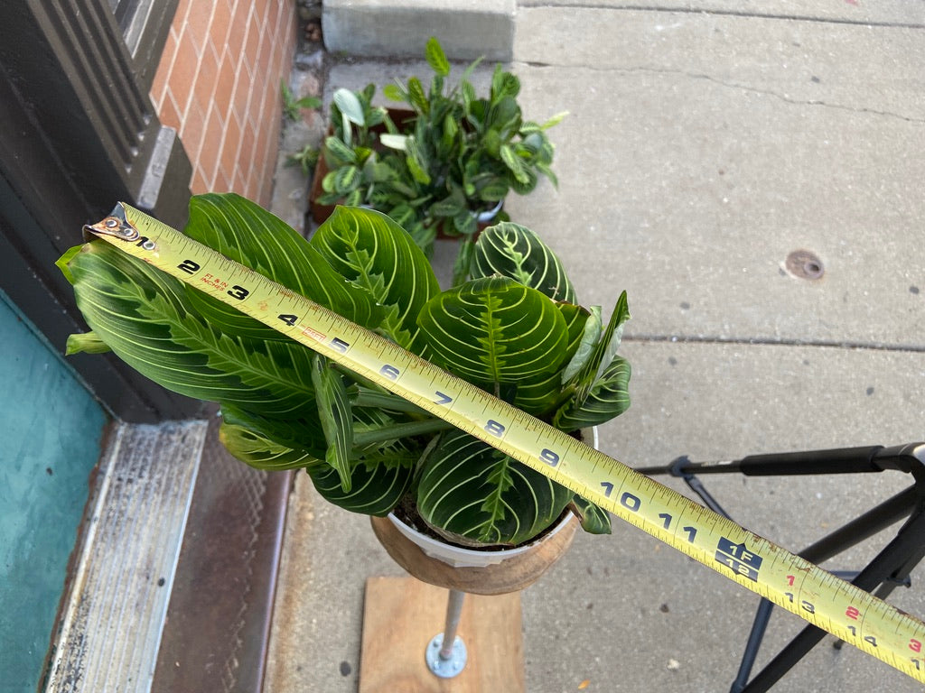 Maranta "Lemon Lime" - 6"