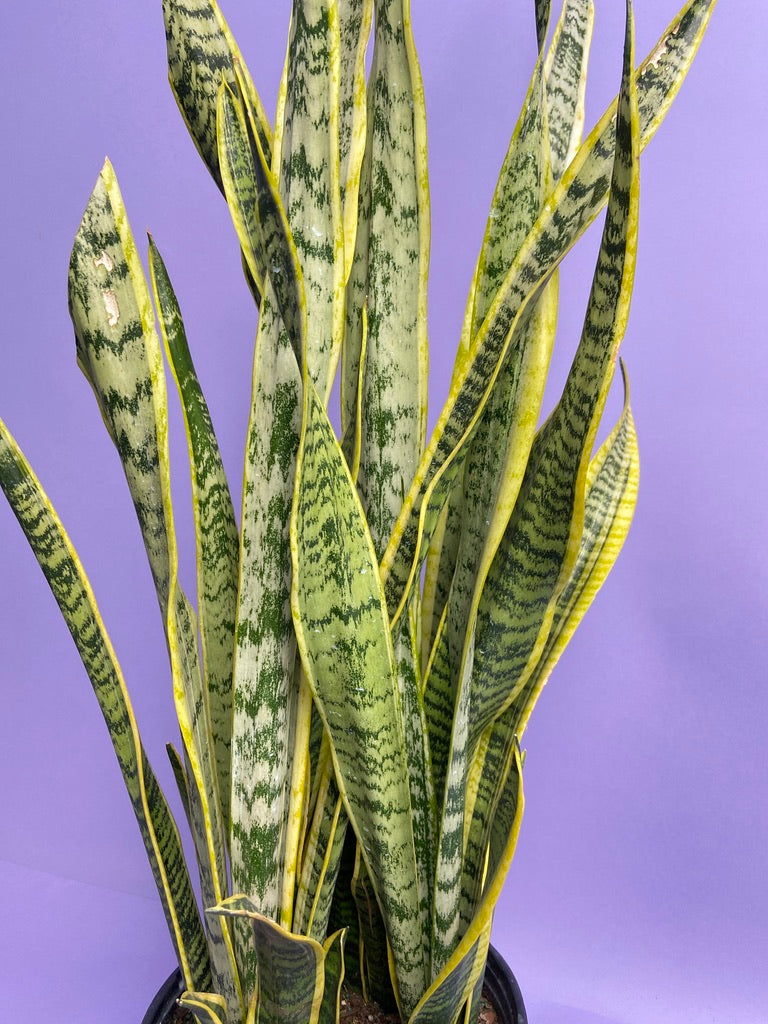 Sansevieria Laurentii (Snake Plant) - 10" Pot