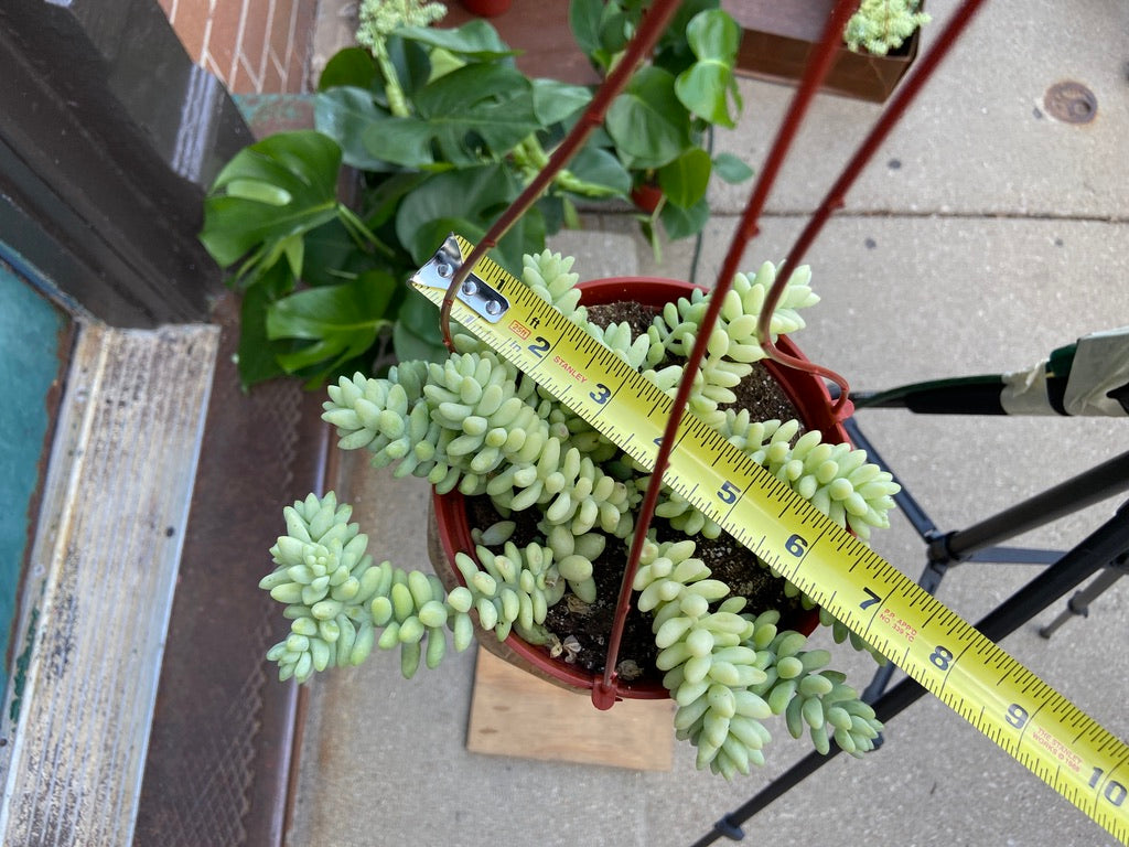 Sedum Burro's Tail - 6"