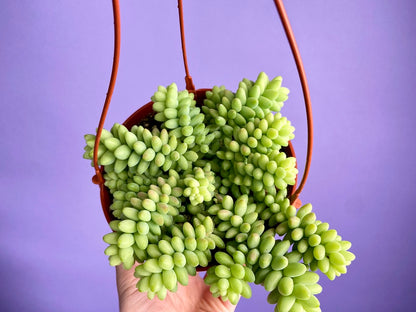 Sedum Burro's Tail - 6"