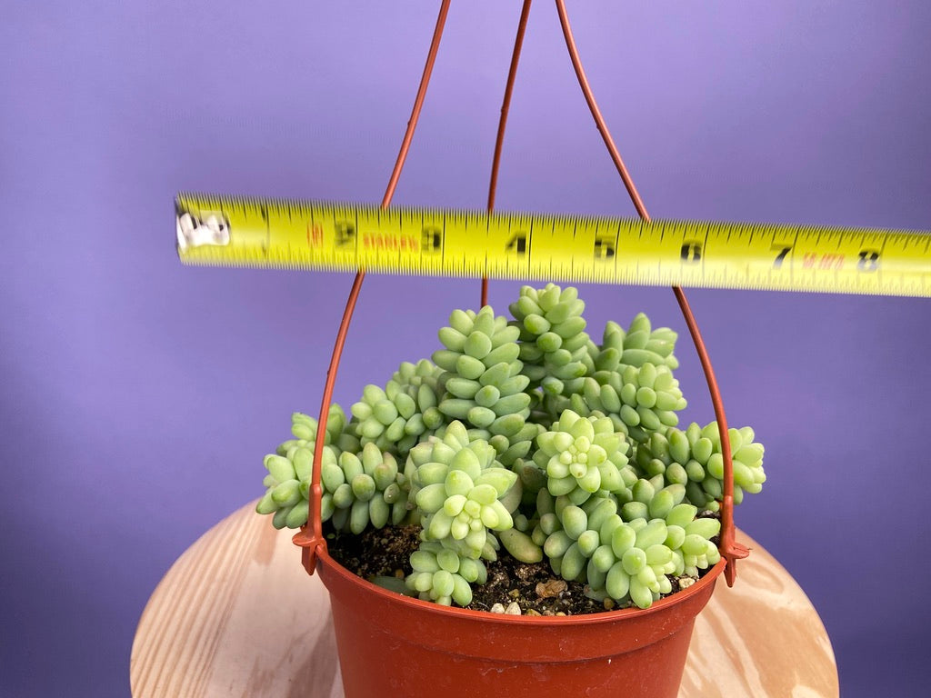 Sedum Burro's Tail - 6"
