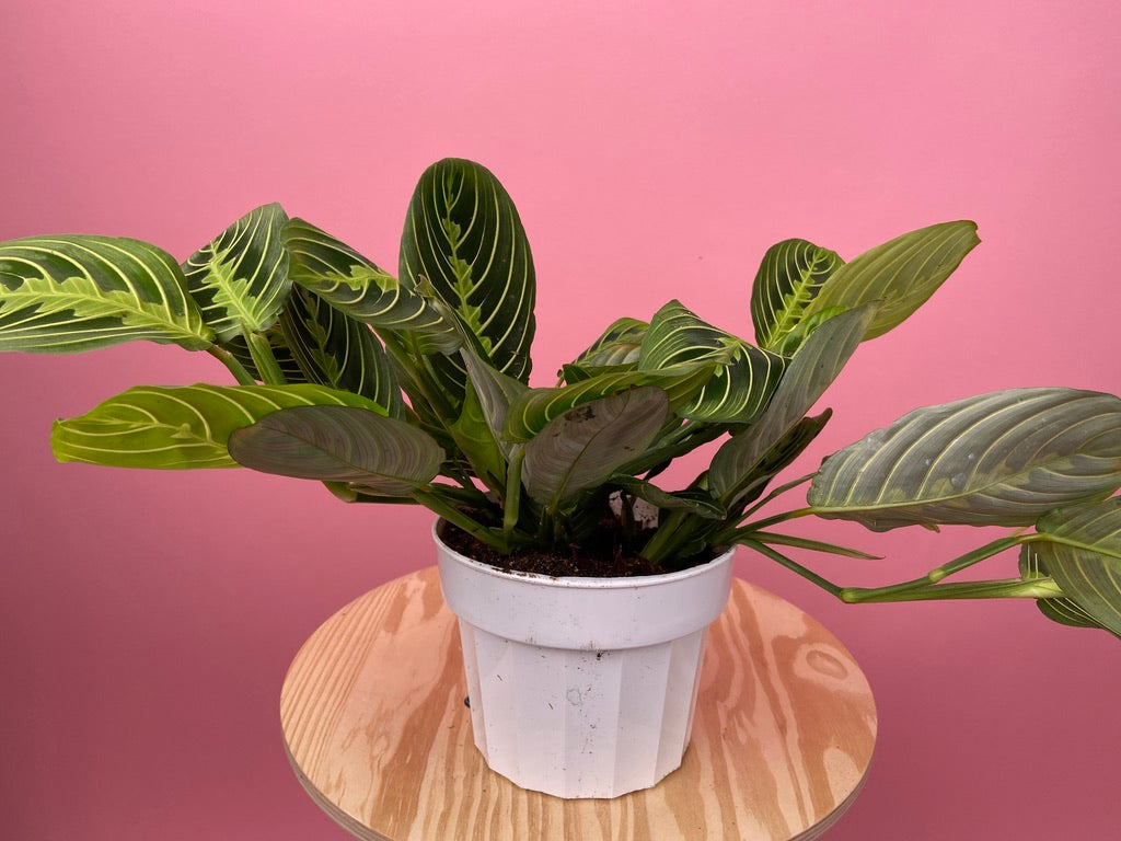 Maranta "Lemon Lime" - 6"
