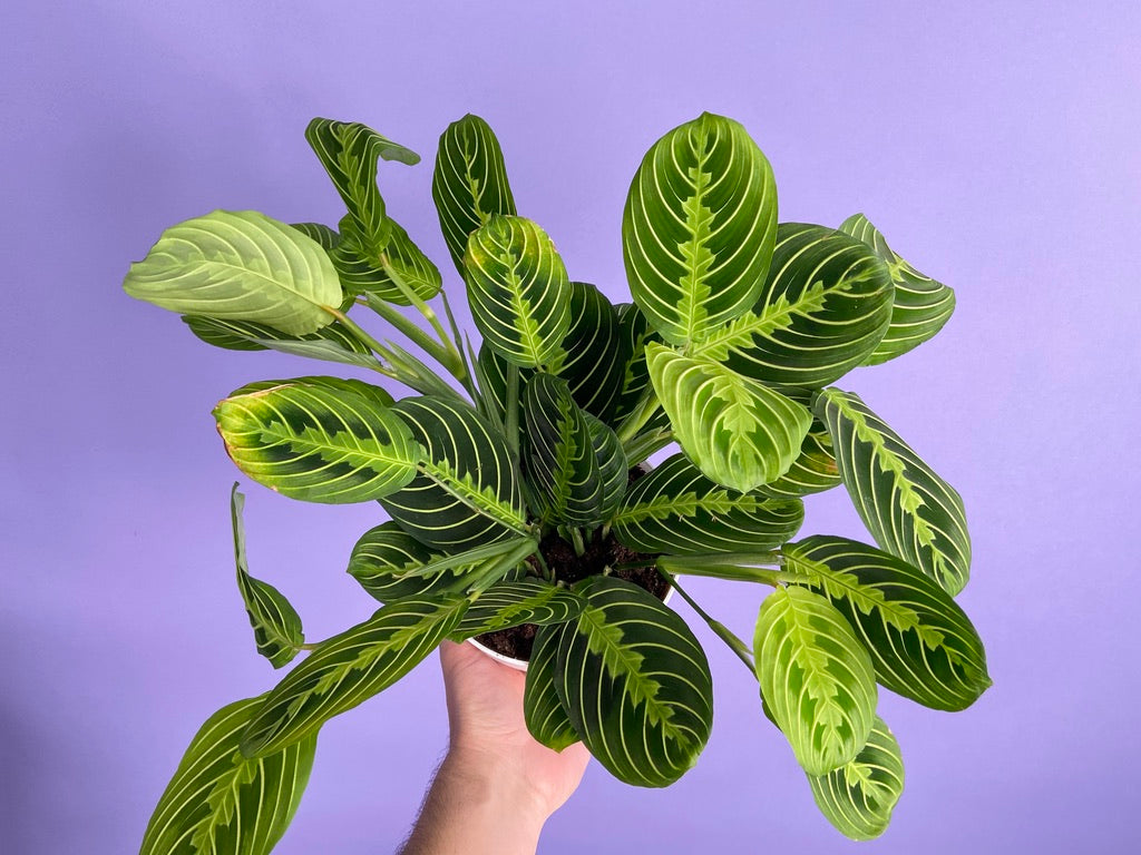Maranta "Lemon Lime" - 6"