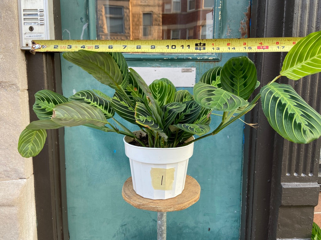 Maranta "Lemon Lime" - 6"