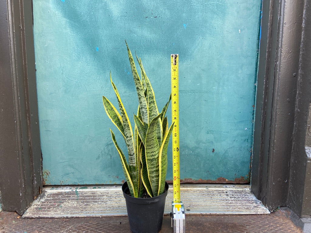 Sansevieria Laurentii (Snake Plant) - 6" Pot