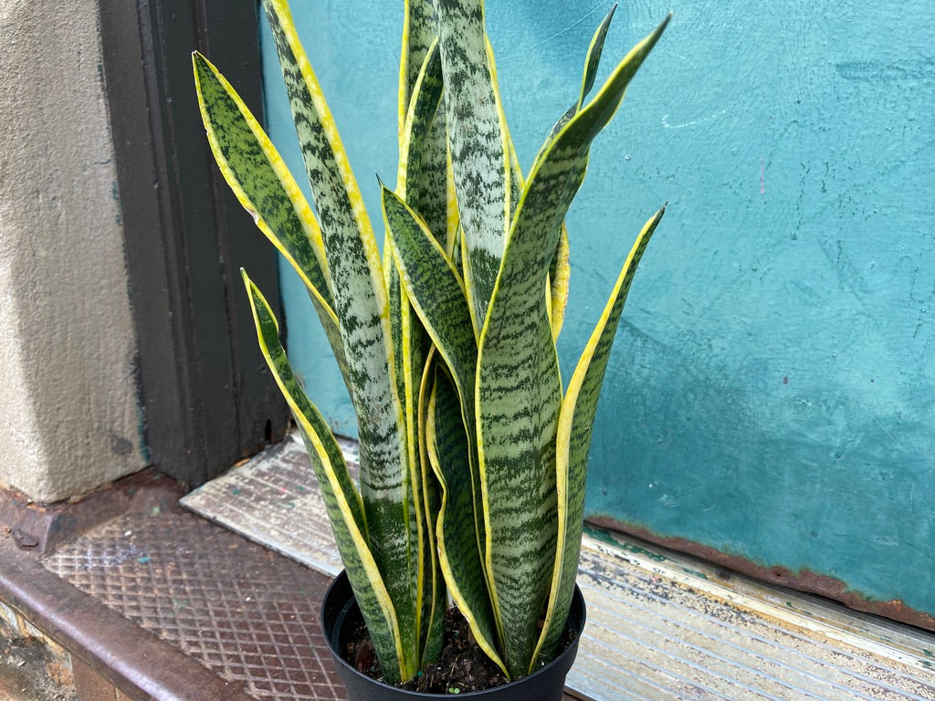 Sansevieria Laurentii (Snake Plant) - 6" Pot