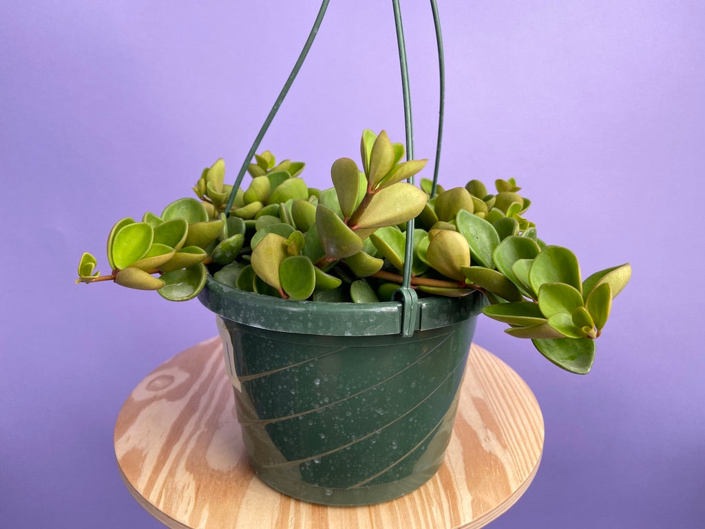 Peperomia "Hope" - 8"