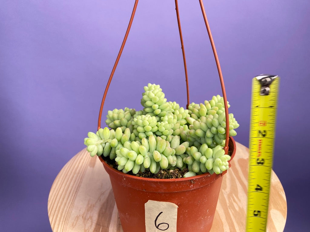 Sedum Burro's Tail - 6"