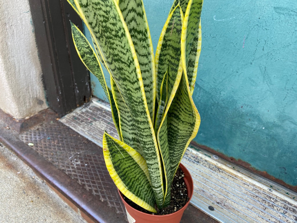 Sansevieria Laurentii (Snake Plant) - 6" Pot