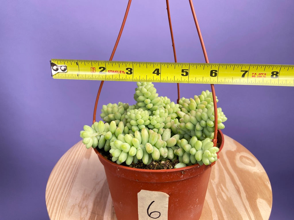 Sedum Burro's Tail - 6"