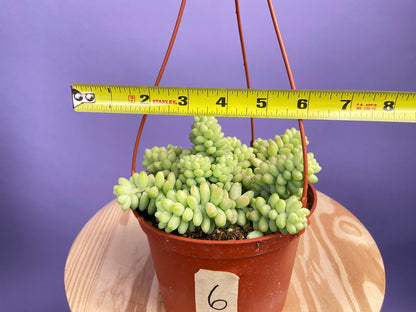 Sedum Burro's Tail - 6"