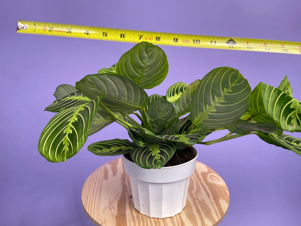Maranta "Lemon Lime" - 6"