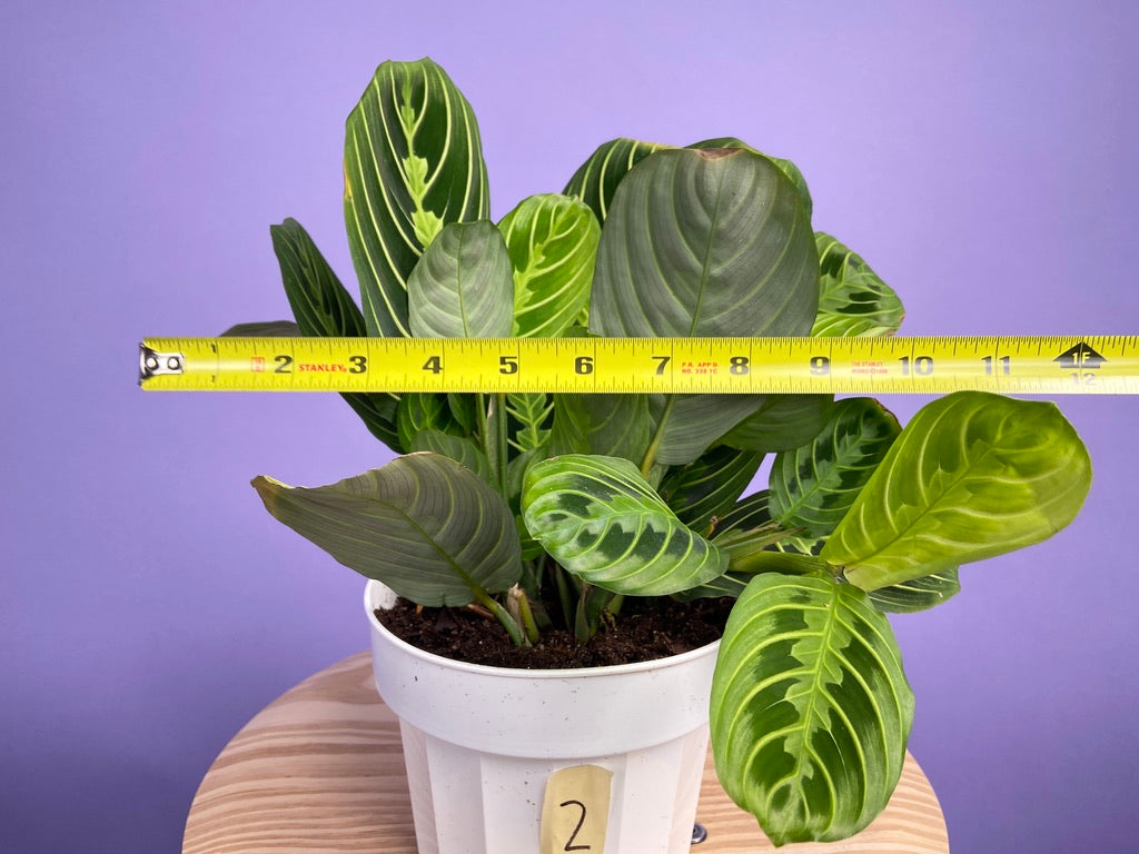 Maranta "Lemon Lime" - 6"